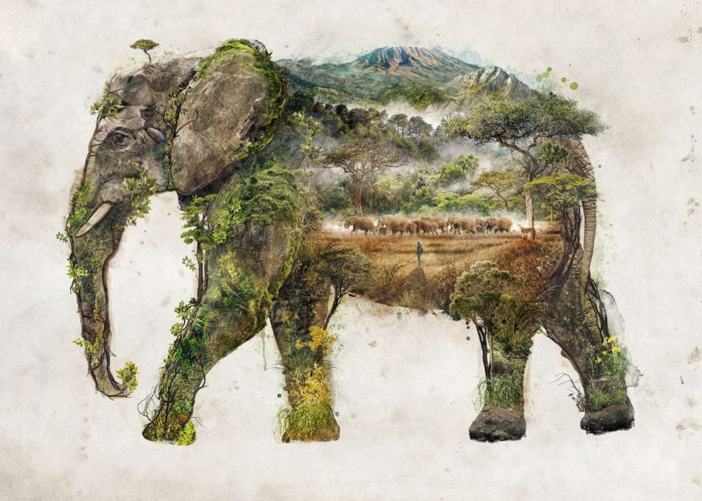 African Elephant Poster - Image 3