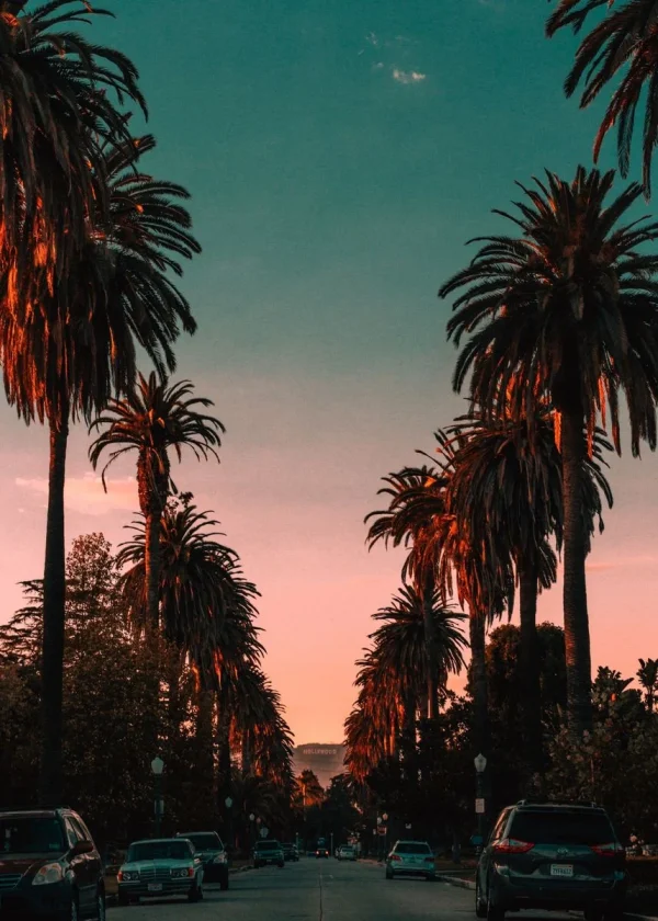 Hollywood Palm Trees Poster - Image 3